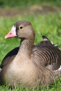 :esser white fronted goose - Fjallgas